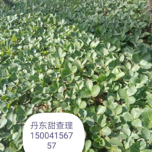 东港市甜查理草莓苗 10公分以下 地栽苗 