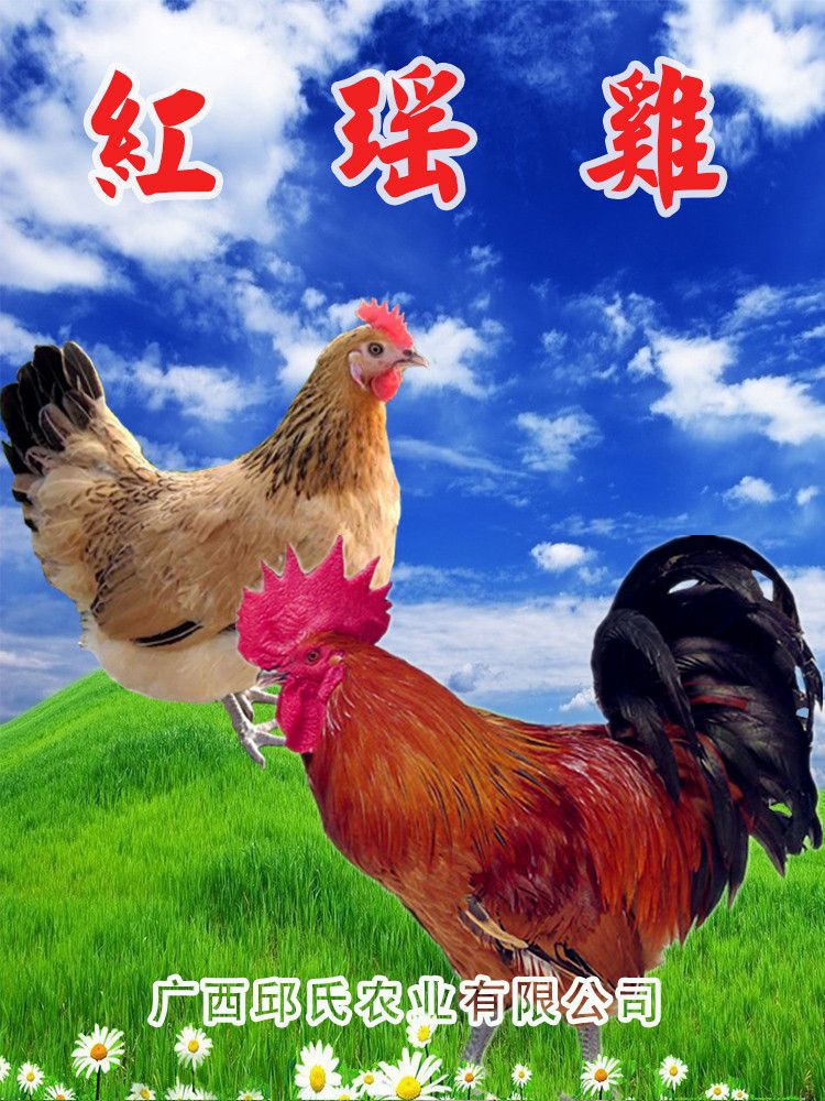 瑶鸡 2斤以下 母