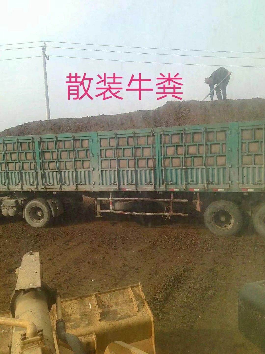 纯干牛粪，晒干纯牛粪，风干牛粪，干牛粪块，牛粪块，牛粪肥厂家