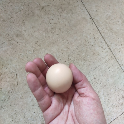 广州土鸡蛋 食用 箱装 