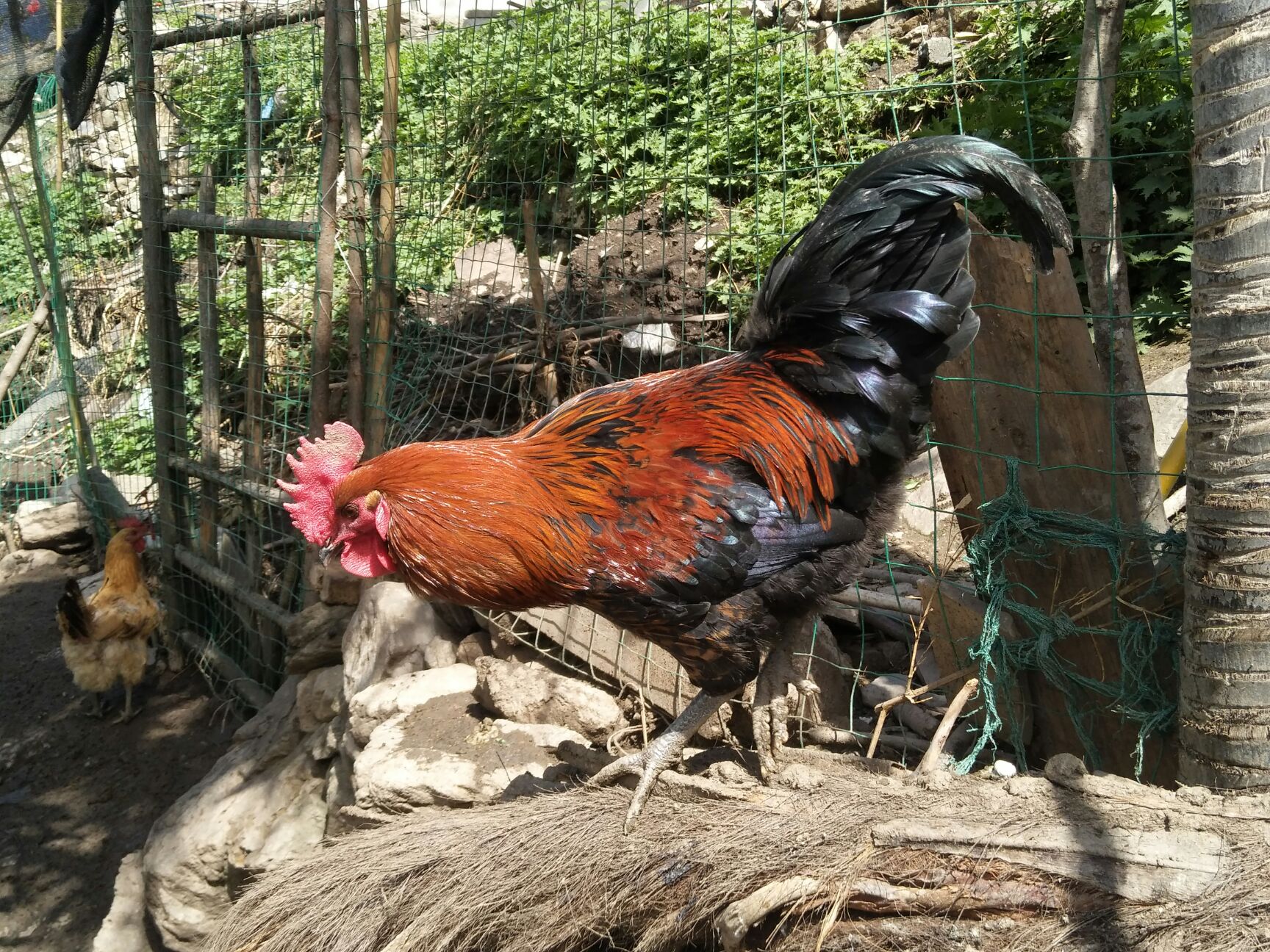 土鸡种蛋 箱装 孵化