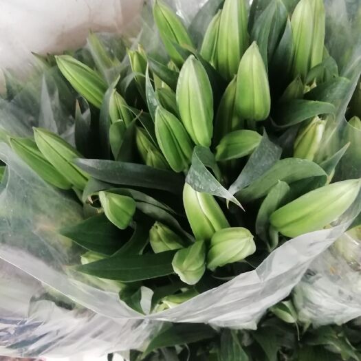 昆明香水水仙 百合