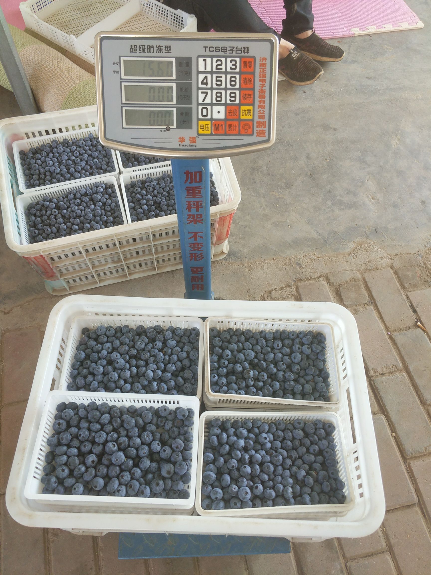 蓝丰蓝莓 鲜果 15mm以上