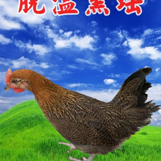 南宁黑瑶鸡苗