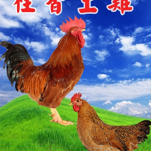 南宁土鸡苗 灵山土公苗