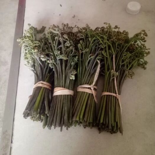 罗山县蕨菜根 鲜货 
