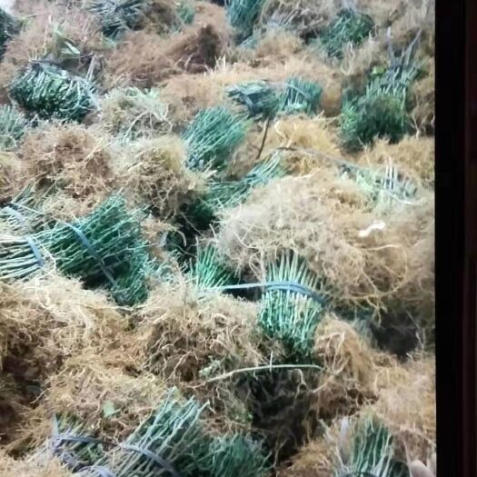 阳朔县枳壳药材嫁接苗 