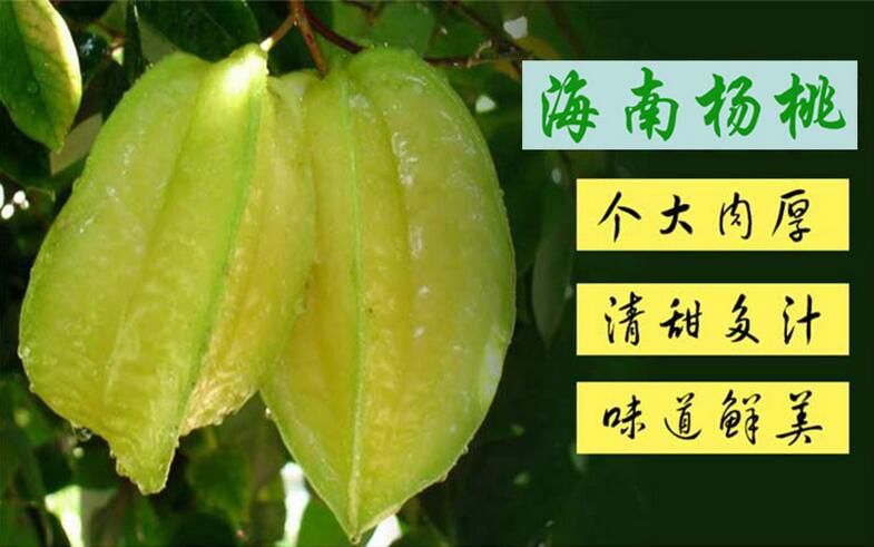 杨桃  特级大果，甜甜的，品质保证，