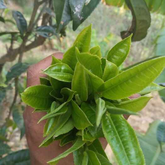 临沧桃源茶叶 一级 散装 