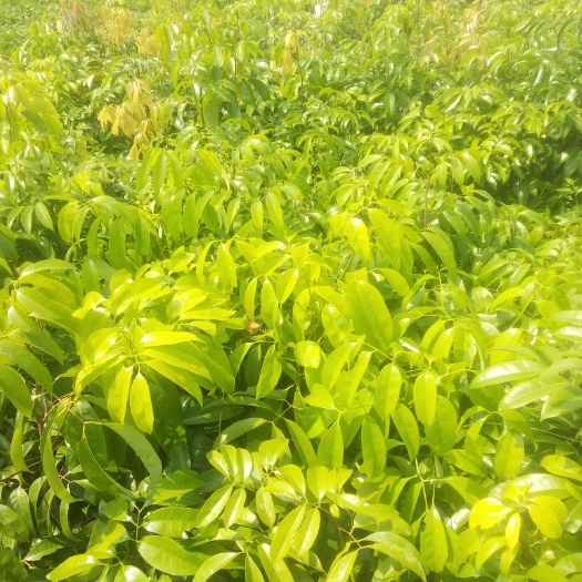 高州市仙进奉荔枝苗 嫁接苗 泥球苗
