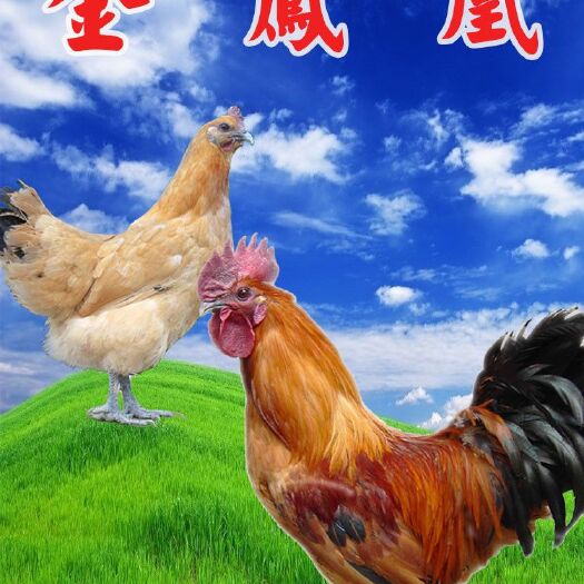 南宁金凤凰土鸡 出壳苗