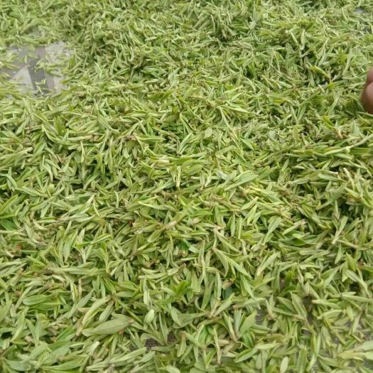 庐江县高山绿茶  二级 