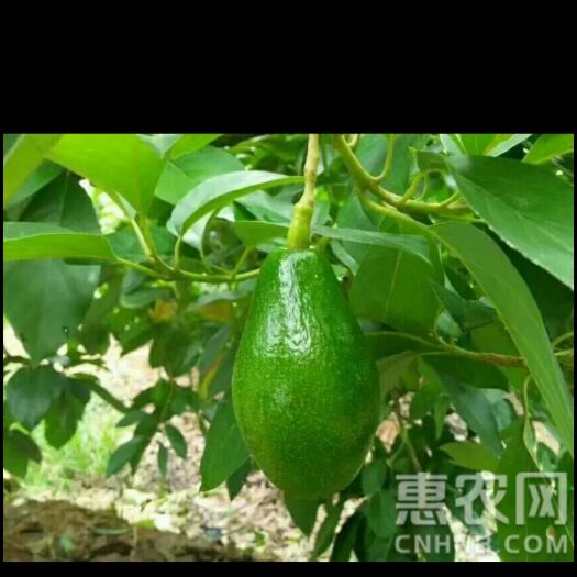 灵山县牛油果苗 0.5~1米 