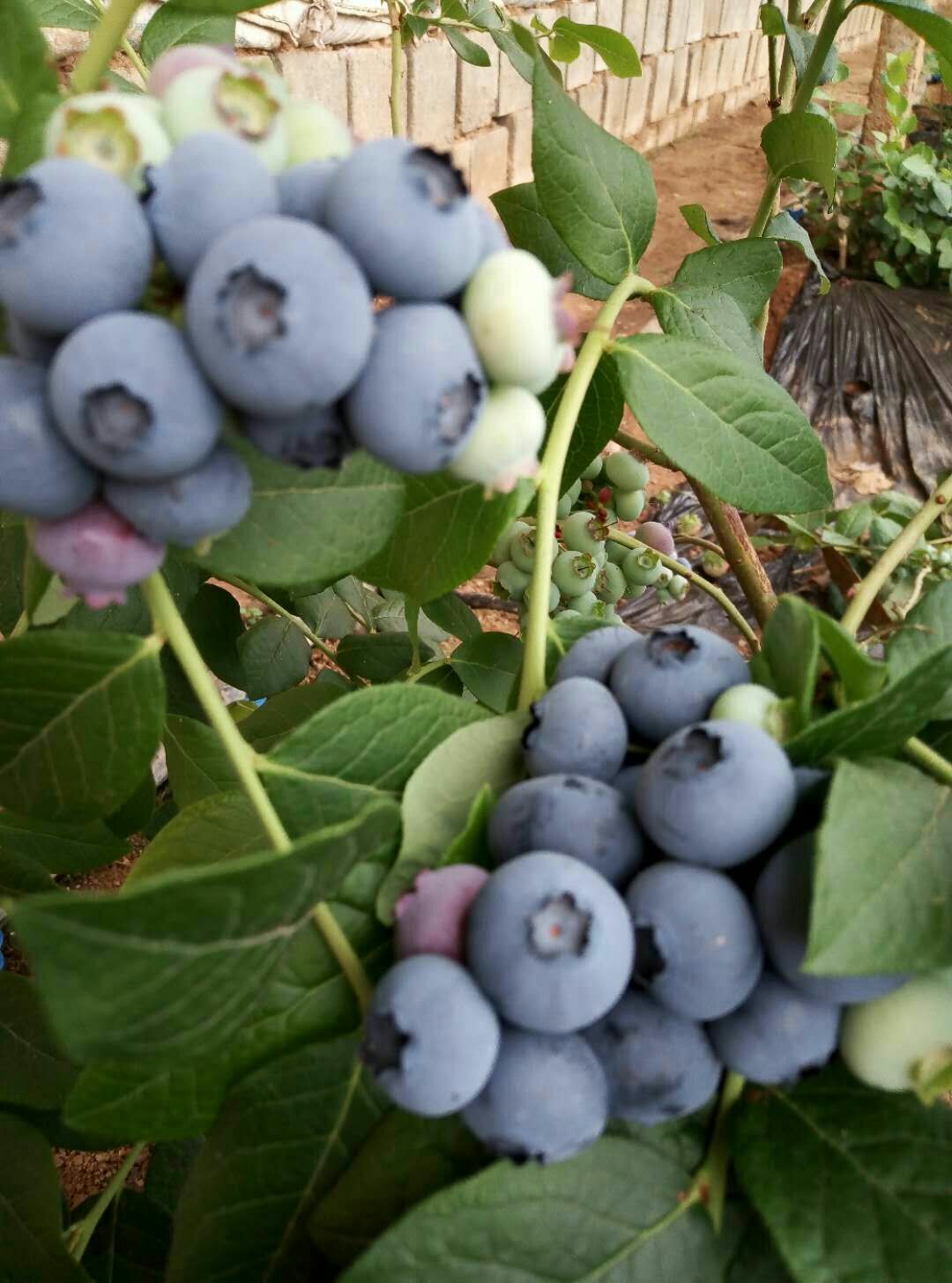 北陆蓝莓 12 - 14mm以上 鲜果 