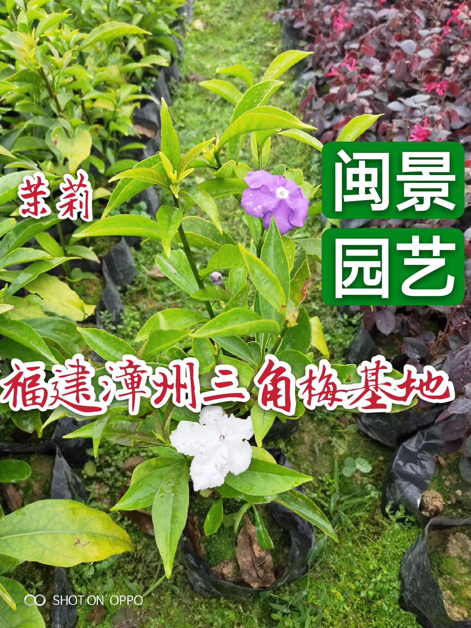 漳州双色茉莉  茉莉花茉莉高15到30厘米福建漳州苗木基地