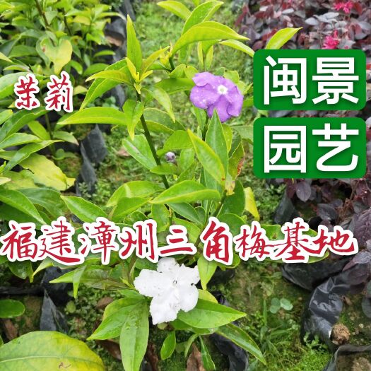 双色茉莉  茉莉花茉莉高15到30厘米福建漳州苗木基地