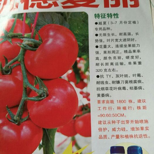 莱西市番茄种子 ≥98% 杂交种 ≥85%