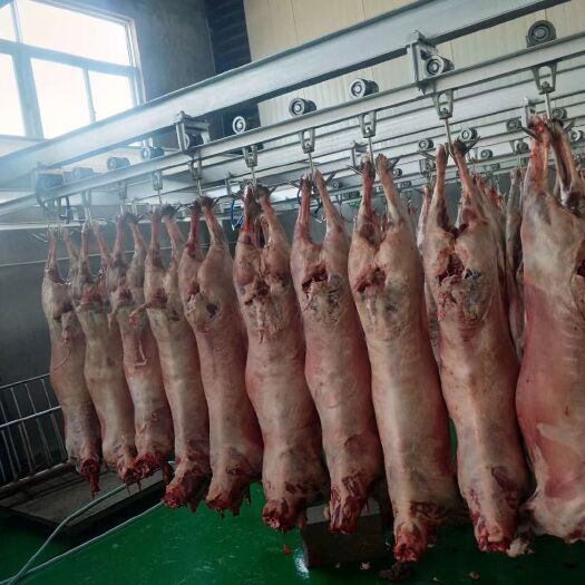 冠县绵羊肉 生肉 