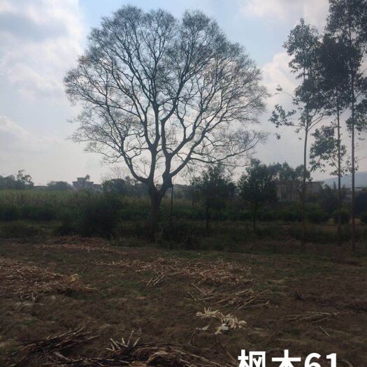 柳州沙朴 