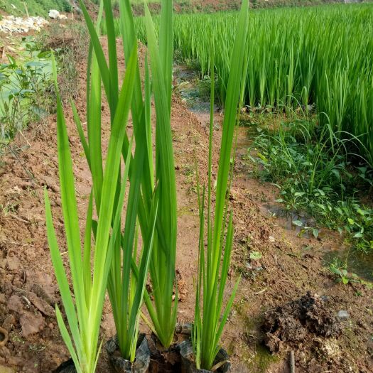梧州黄菖蒲 