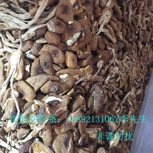 宁德古田茶树菇 12~14cm 未开伞 干茶树菇 