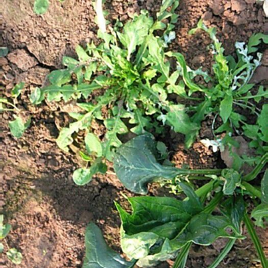 惠民县野生荠菜 5~10cm 