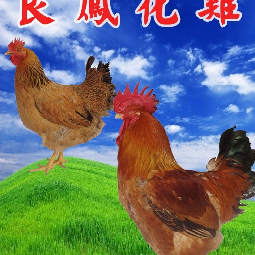 南宁良凤花鸡苗 母