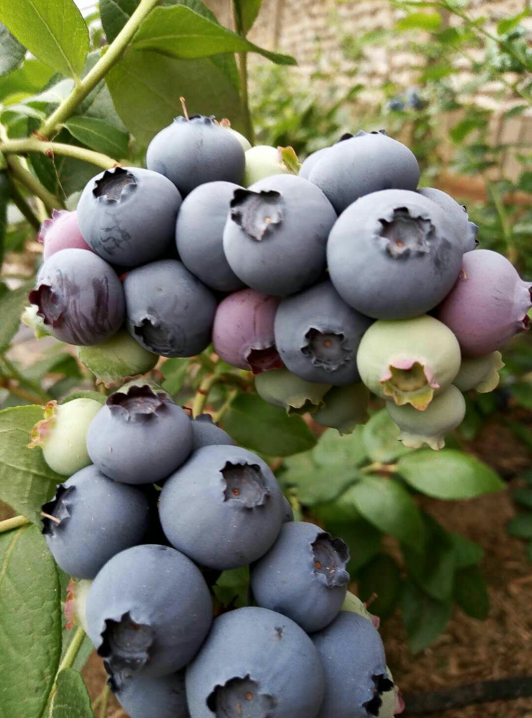 北陆蓝莓 12 - 14mm以上 鲜果 