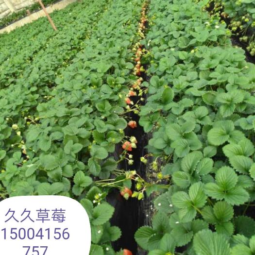 东港市红颜草莓苗 10公分以下 地栽苗 