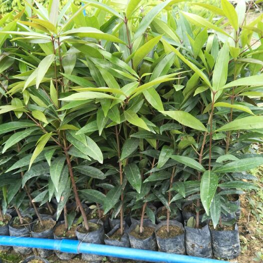 广州蜜桃苗  水蒲桃苗绿化果树苗