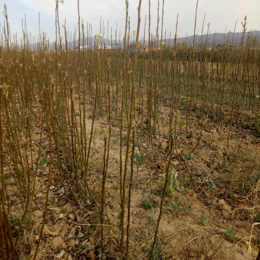 绛县红香酥梨树苗 1~1.5米 