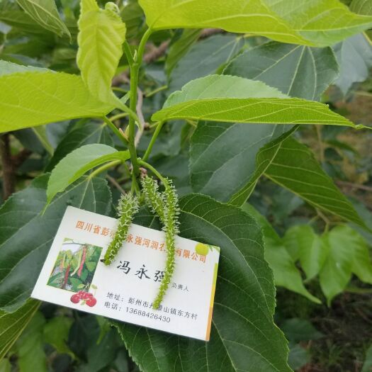 彭州市长果桑苗 
