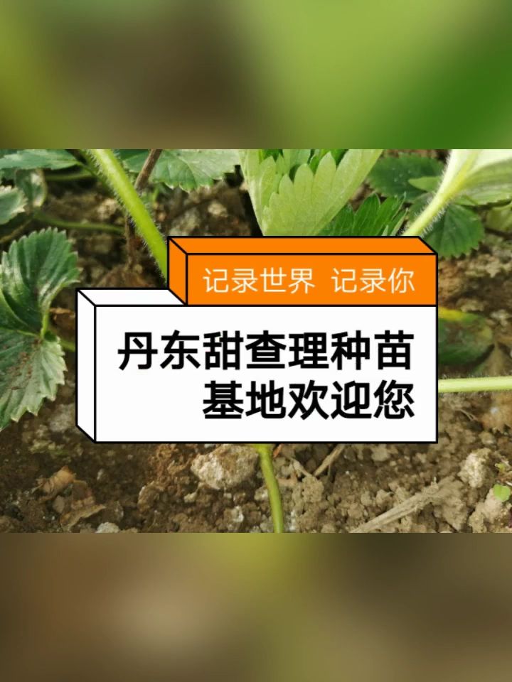 甜查理草莓苗 10公分以下 地栽苗 