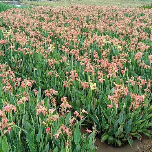 梧州粉美人蕉 8~10cm 0.5~1米 