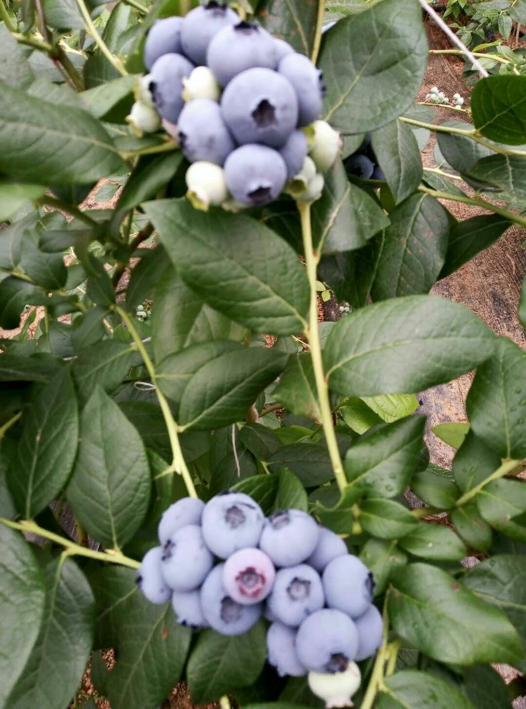 北陆蓝莓 12 - 14mm以上 鲜果 