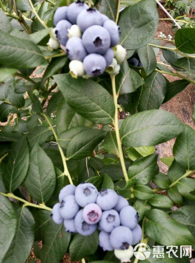 北陆蓝莓 12 - 14mm以上 鲜果 