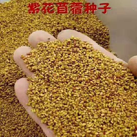 彭阳县苜蓿草种子 