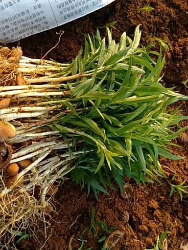 阳朔县山毛桃树苗  桃树小苗 毛桃小苗  毛桃芽苗  包邮