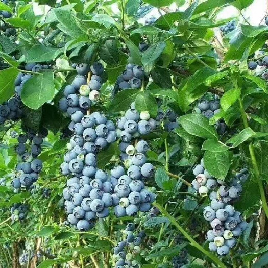 灵山县兔眼蓝莓苗 