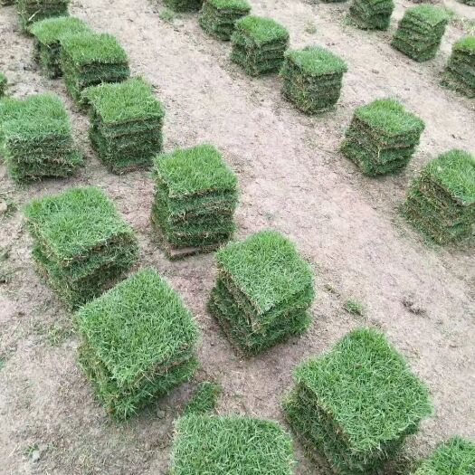 廉江市马尼拉草皮  长期供应草大叶油草马尼拉等绿化草皮