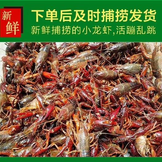 沭阳县清水小龙虾 5-7钱 人工养殖 