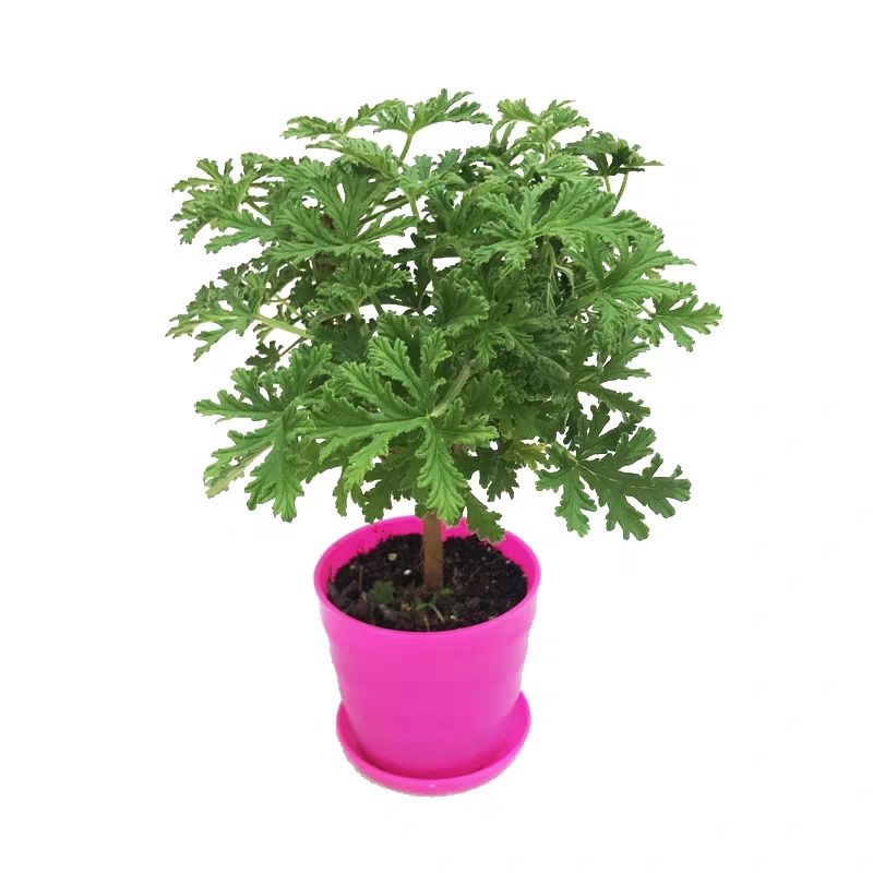 驱蚊草盆栽