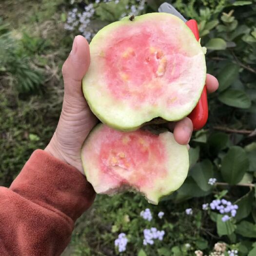 灵山县红宝石石榴苗  番石榴苗