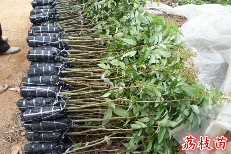 妃子笑荔枝苗 