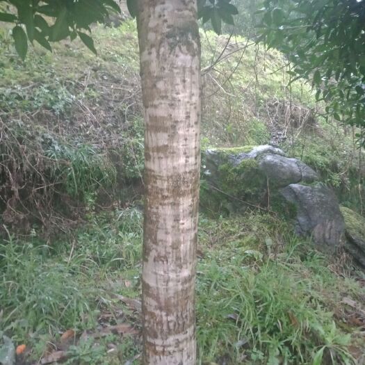 吉首市金桂花树苗