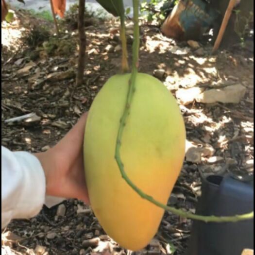 灵山县金煌芒果苗 