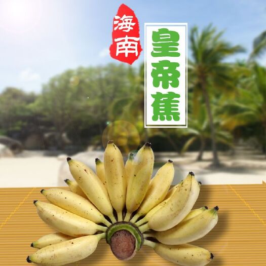 海口皇帝蕉 特级果，海南品种，口味香甜