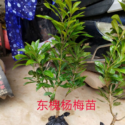 灵山县东魁杨梅树苗
