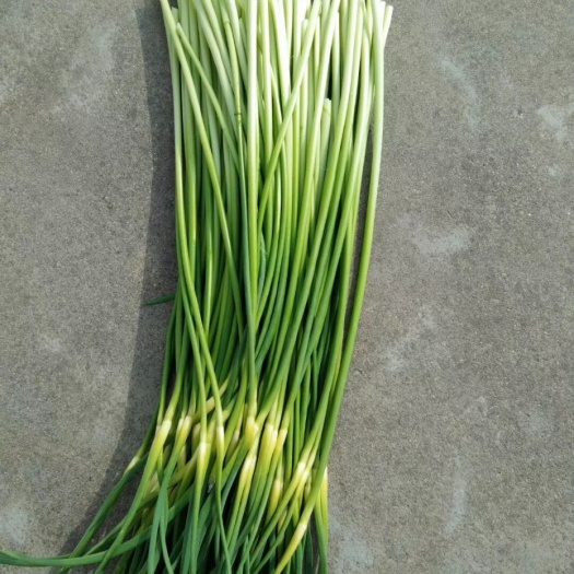 盐城白根蒜苗 50 - 60cm 