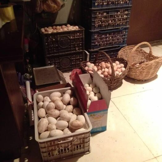 凌源市土鸡蛋 食用 箱装 
